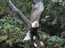 Uma Bald Eagle voa sobre nossas cabeças, em Haines, no sudeste do Alaska